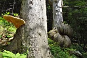 ARCO DI PEGHEROLO, l’arco nella roccia ! - FOTOGALLERY